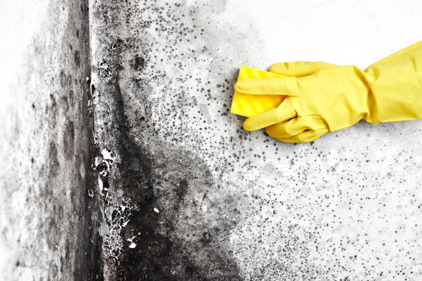 Best Mold Removal Company Near Me  in Palo Alto, CA
