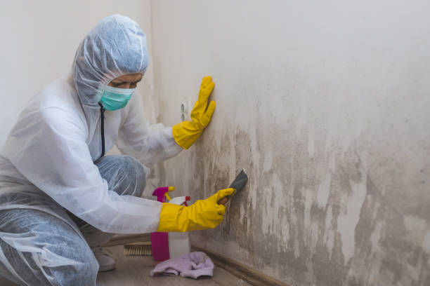 Best Mold Damage Repair  in Palo Alto, CA