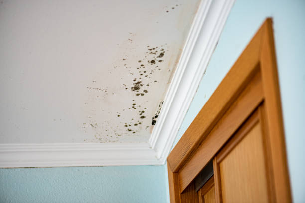 Best Local Mold Removal Service  in Palo Alto, CA