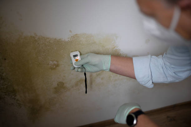Best Fast Mold Removal  in Palo Alto, CA