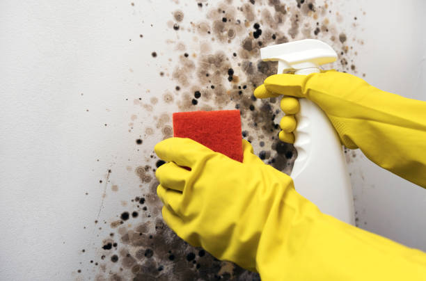 Best Attic Mold Removal  in Palo Alto, CA