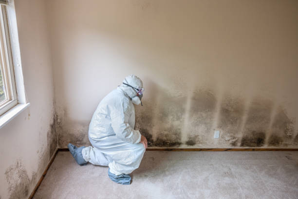 Best Certified Mold Removal  in Palo Alto, CA