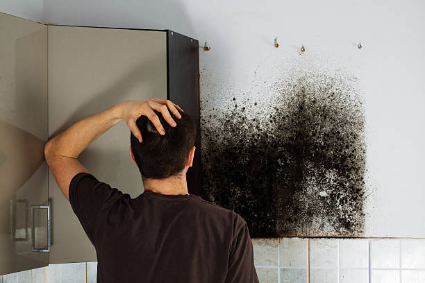 Best Mold Cleaning Services  in Palo Alto, CA