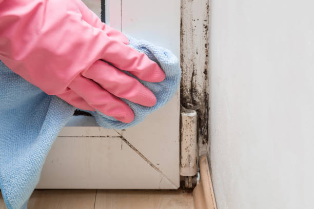 Best Professional Mold Removal  in Palo Alto, CA